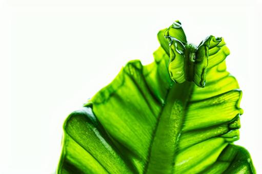 光に透けたコブラシダ 光に透けたコブラシダの写真