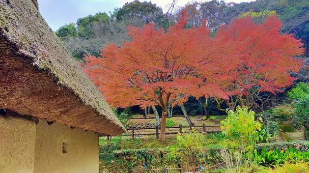 茅葺き屋根と燃えるような紅葉 茅葺き屋根と燃えるような紅葉 紅葉,茅葺き屋根,秋の写真素材