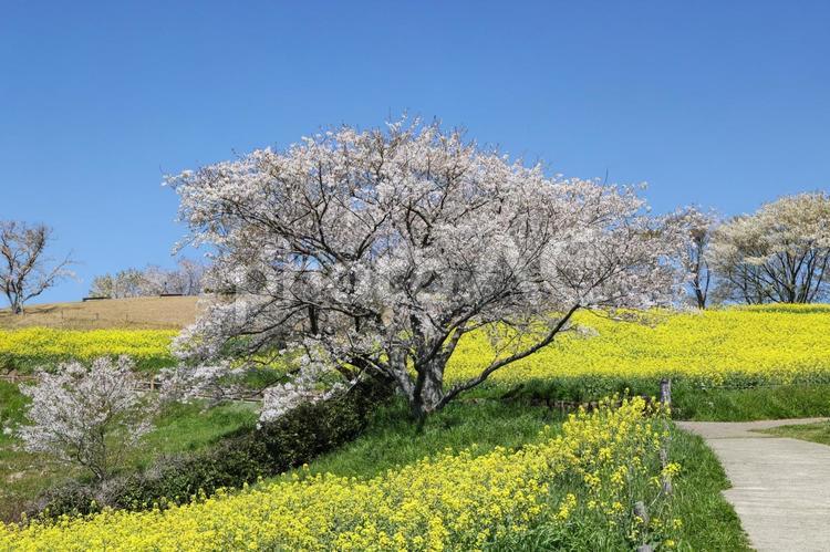 桜と菜の花 桜,サクラ,ソメイヨシノの写真素材