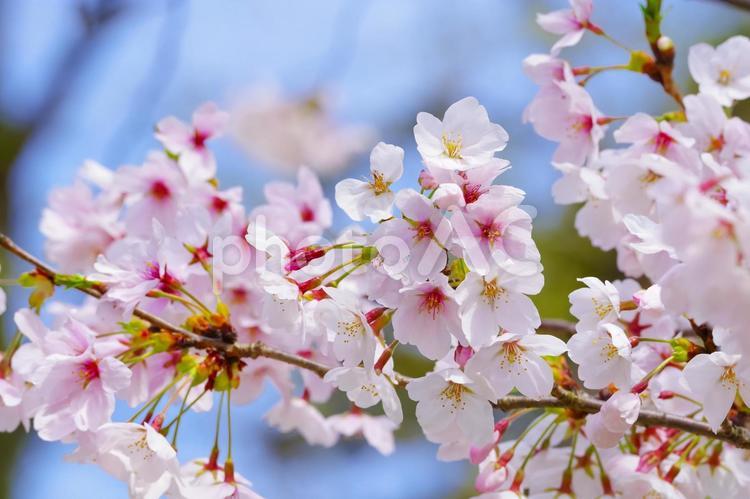 青空に映える満開の桜 桜,桜花,河津桜の写真素材