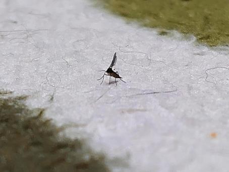 ラグの上を歩くコバエの後ろ姿 ラグの上を歩くコバエの後ろ姿の写真