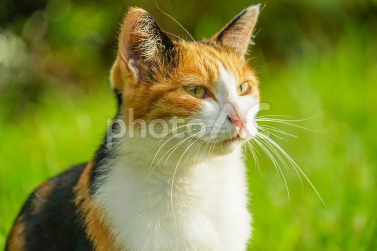 草原に佇む三毛猫 三毛猫,猫,草原の写真素材