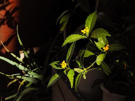 街角の植木と日差し 街角の植木と日差し 街角,植物,光の写真素材