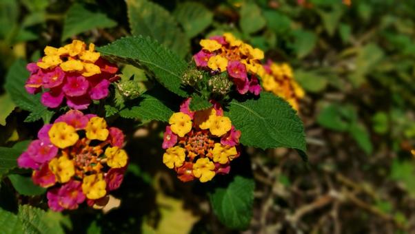 ランタナの花 ランタナの花の写真