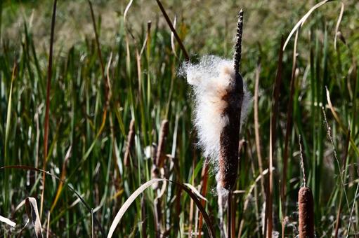 「ガマの穂」 「ガマの穂」 北海道,秋,ガマの穂の写真素材