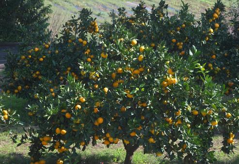 いっぱいのミカン いっぱいのミカン 植物,果物,みかんの写真素材