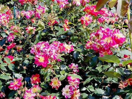 バラ バラ バラ,ローズ,花びらの写真素材