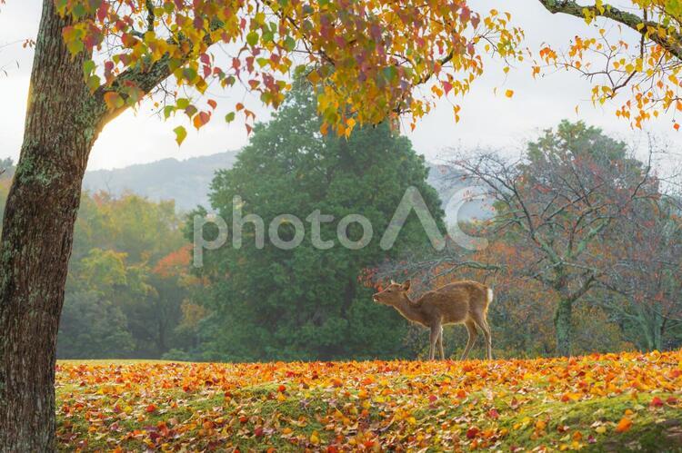 奈良県-奈良公園（飛火野）【鹿と紅葉】 奈良,奈良公園,飛火野の写真素材
