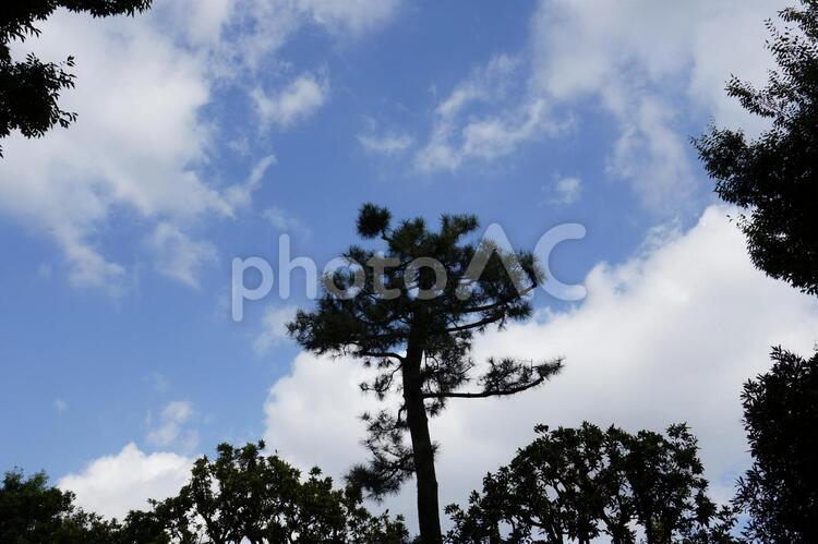青空と白い雲と木の背景素材 青空,空,雲の写真素材