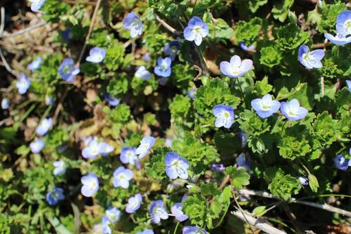 春の庭花たち その11 春の庭花たち その11の写真