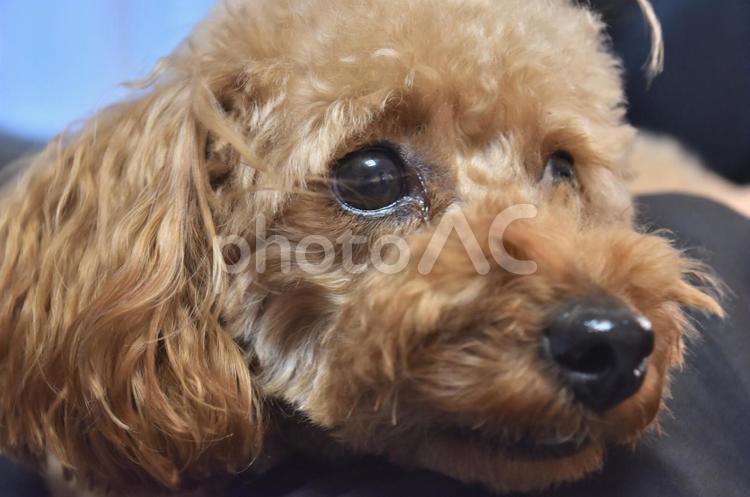 上を見つめるトイプードル トイプードル,犬,ペットの写真素材