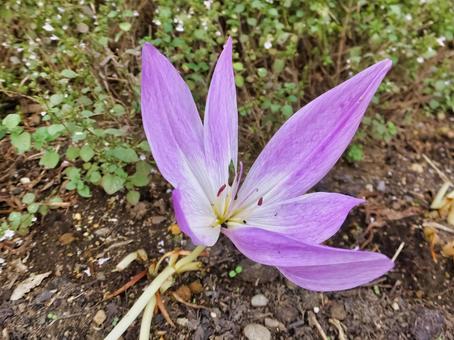 イヌサフランの薄紫色の花 イヌサフラン,花,秋の写真素材