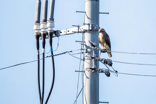 ノスリ⑺の写真