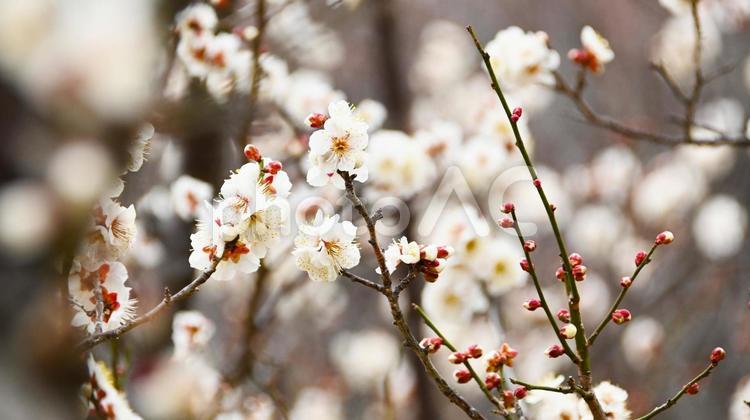 梅園の白い梅の花 梅,花,梅林の写真素材