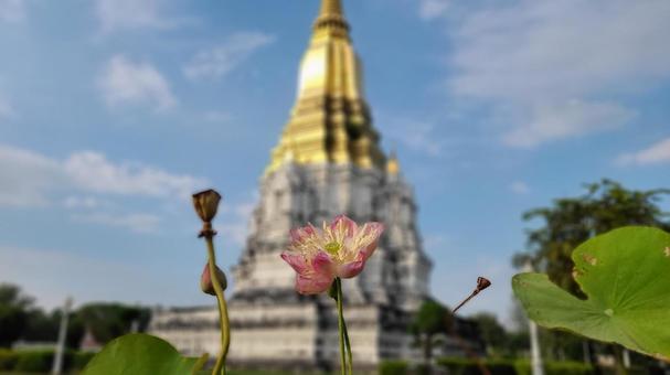 Photo, ayutthaya ruins, pagoda, ayutthaya, 