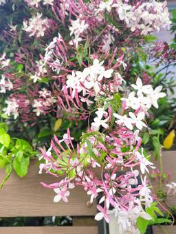 ハゴロモジャスミン 庭木 4月 開花期 ハゴロモジャスミン 庭木 4月 開花期 ハゴロモジャスミン,庭木,ジャスミンの写真素材