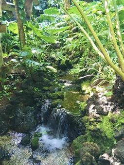 水辺の植物 水辺の植物 水辺,川,植物の写真素材