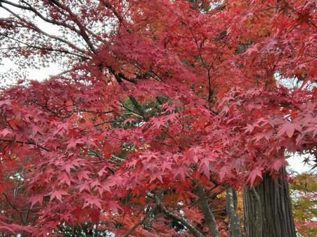 紅葉３ もみじ,紅葉,赤の写真素材