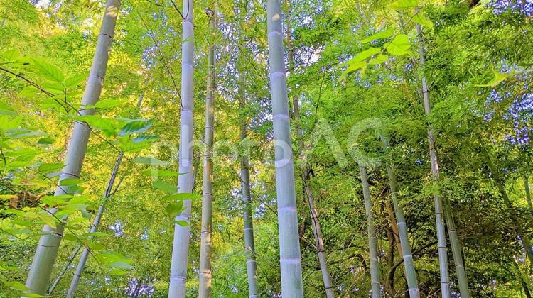 竹林の風景 竹,竹藪,笹の写真素材