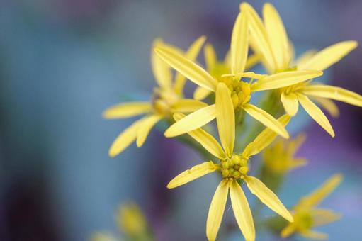 アキノキリンソウの写真