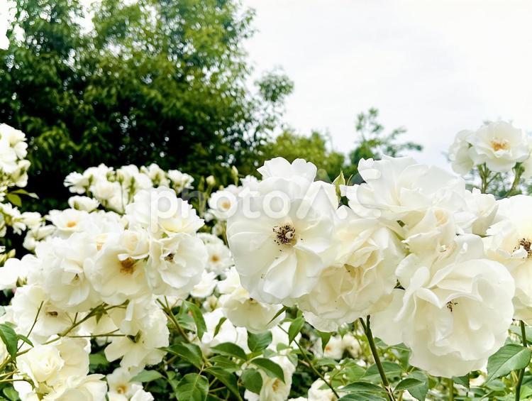咲き乱れる白い薔薇 04 白薔薇,白バラ,白いの写真素材