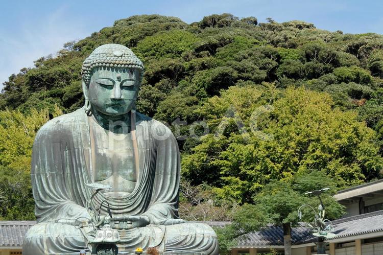 鎌倉高徳院　長谷の大仏 鎌倉,大仏,高徳院の写真素材