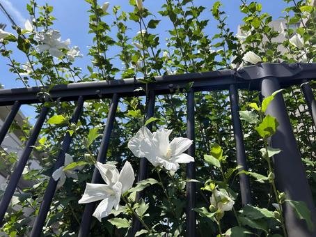 白いフヨウの花と黒い柵 白いフヨウの花と黒い柵 フヨウ,アオイ,白の写真素材