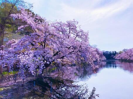 井の頭公園 桜の写真素材｜写真素材なら「写真AC」無料（フリー