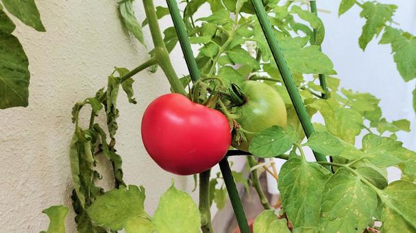 Tomato kitchen garden 008 Tomato kitchen garden 008