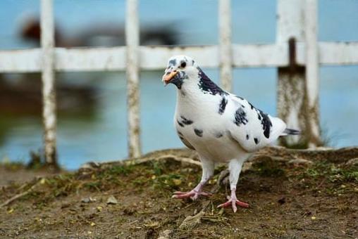 鳩の写真