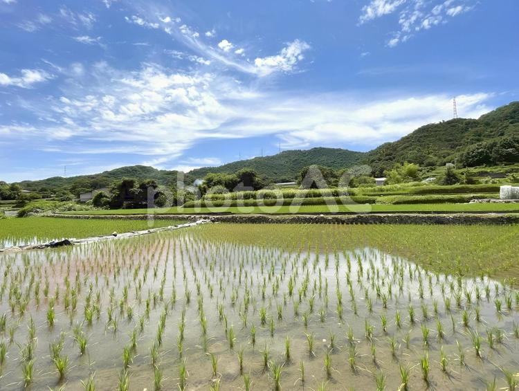 【風景写真】田植え後の田園風景 田,水田,田んぼの写真素材