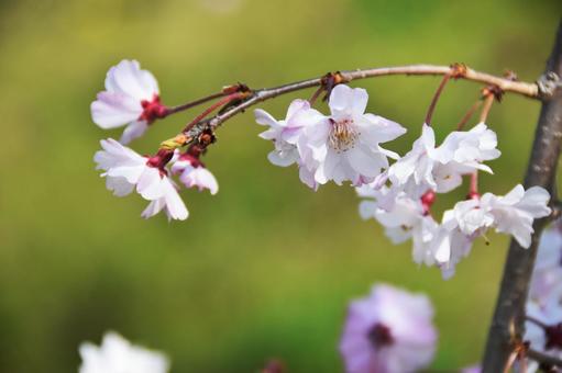 桜(枝垂桜・シダレザクラ) 桜(枝垂桜・シダレザクラ)の写真