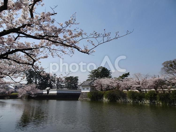 お城と桜 風景,桜,景色の写真素材