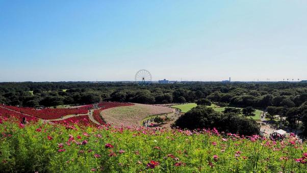 秋のひたち海浜公園・秋桜&コキア・茨城県 秋のひたち海浜公園・秋桜&コキア・茨城県 秋,コスモス,国営ひたち海浜公園の写真素材