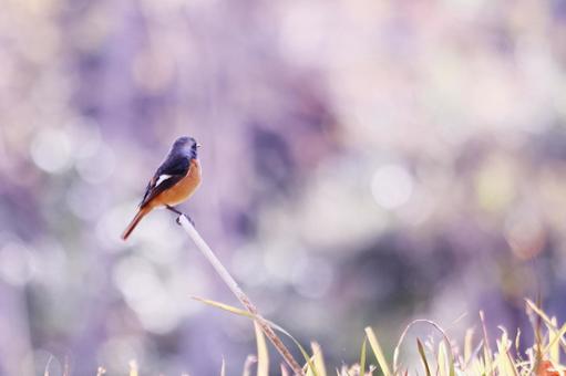 美しい背景と遠くを見つめるジョウビタキ 美しい背景と遠くを見つめるジョウビタキの写真
