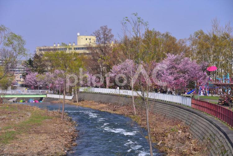 発寒河畔公園の桜 2 河畔,発寒河畔公園,発寒の写真素材
