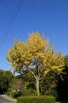 黄葉したイチョウの木 イチョウ,木,ギンナンの写真素材