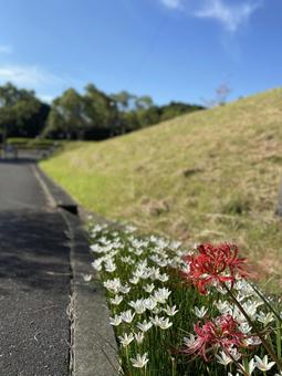 spider lilies, JPG spider lilies, JPG