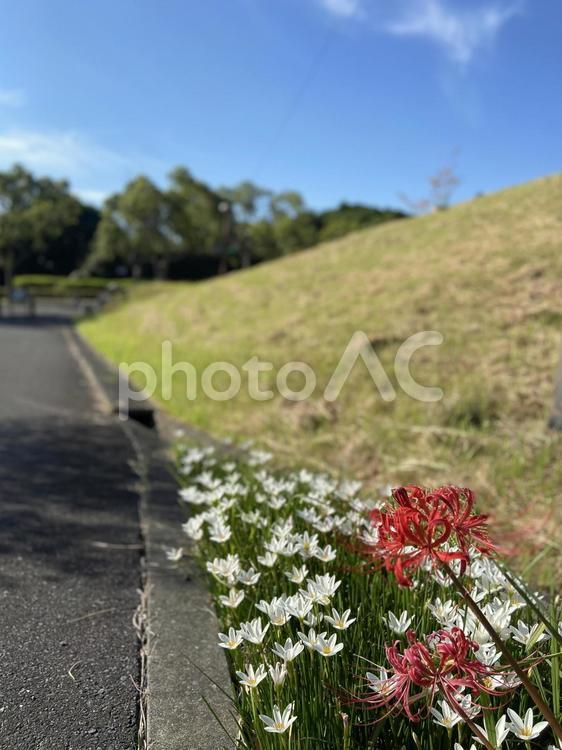 曼珠沙華 曼珠沙華,彼岸花,秋の写真素材