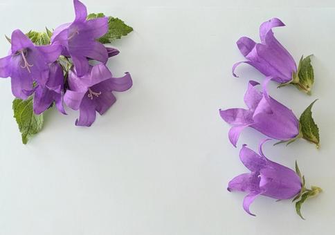 ホタルブクロの花フレーム ホタルブクロの花フレーム 花,花フレーム,植物の写真素材