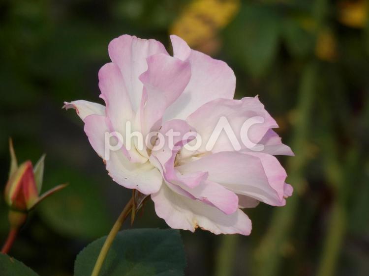 【薔薇の写真】バラの花 バラ,薔薇,植物の写真素材