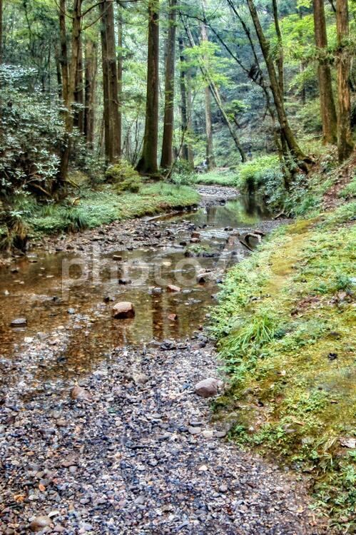 森の中の川 森,川,緑の写真素材