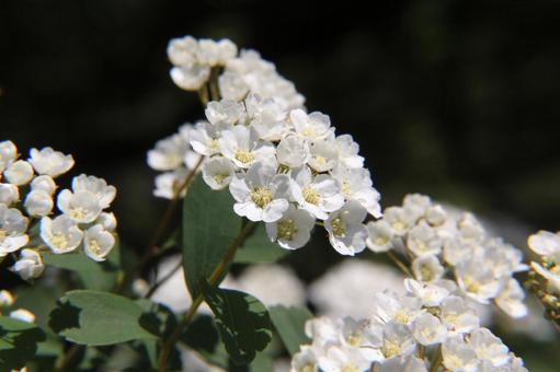 Photo, flowers and trees, macro, conical inflorescence, 