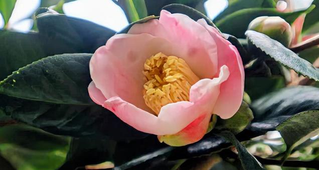 耐冬花 椿,花,flowerの写真素材