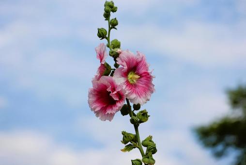 6月上旬の仏生山公園のタチアオイの花 6月上旬の仏生山公園のタチアオイの花 タチアオイ,花,植物の写真素材