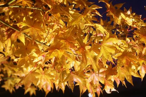 ライトアップされた紅葉 ライトアップ,秋,夜の写真素材
