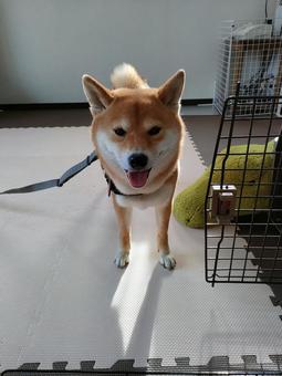 お散歩待ちの柴犬です! お散歩待ちの柴犬です!の写真