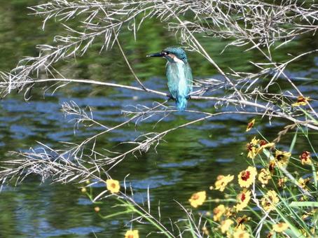 枯れ枝につかまるカワセミの写真