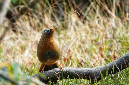 ガビチョウ ガビチョウ 生き物,動物,野鳥の写真素材