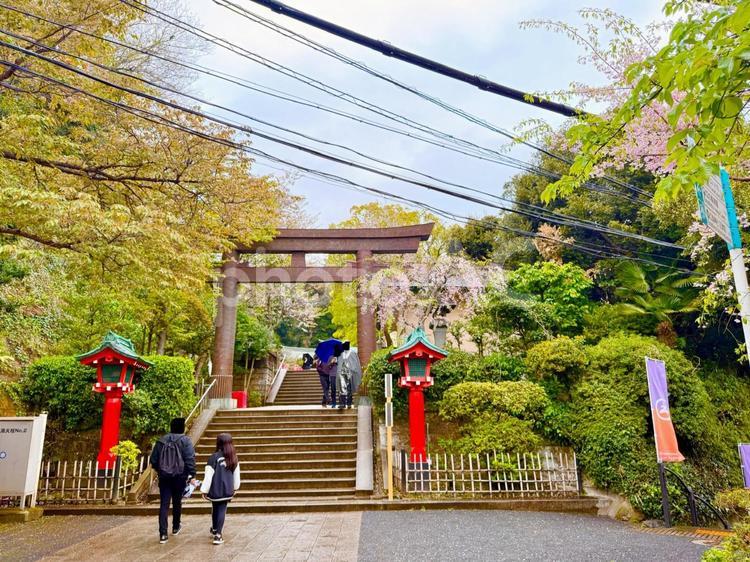 江島神社の鳥居と参道と桜 江島神社の鳥居と参道と桜 空,神社,鳥居の写真素材